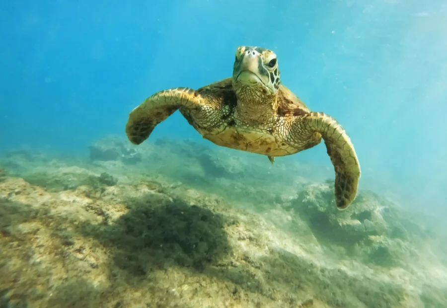 Luxury Yacht Charters in Bali and Raja Ampat: Late-2027 Trends and Outlook