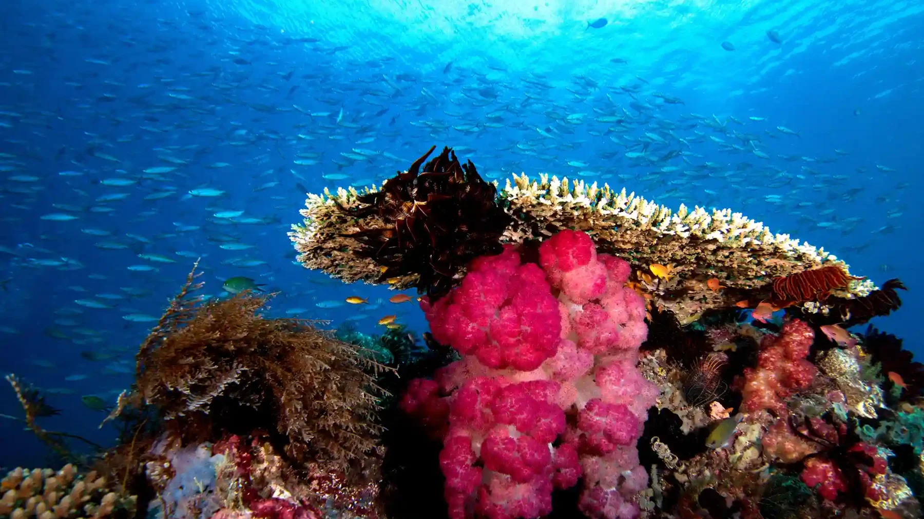 Navigating Raja Ampat: Underwater Photography & Drone Regulations