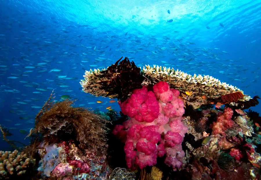 Navigating Raja Ampat: Underwater Photography & Drone Regulations