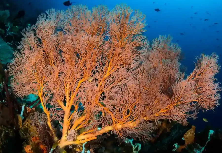 What to Expect on a Komodo Island Liveaboard in 2027 (Part 6)