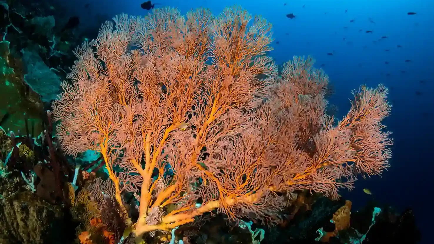 What to Expect on a Komodo Island Liveaboard in 2027 (Part 6)