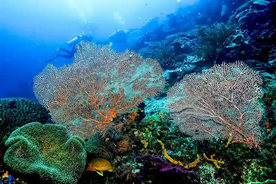 Coral and current over a reef
