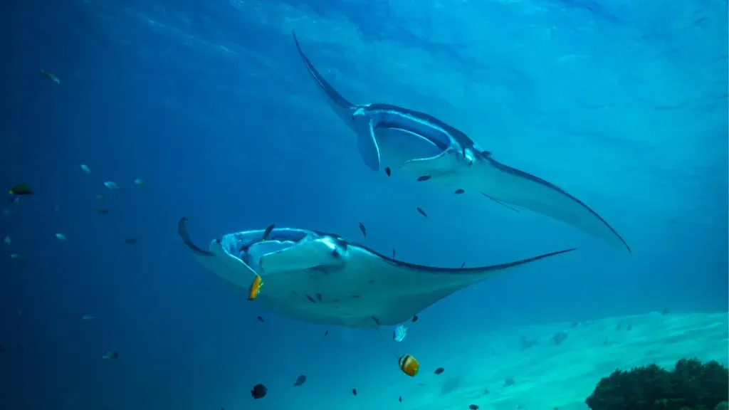 A manta ray over a reef cleaning station
