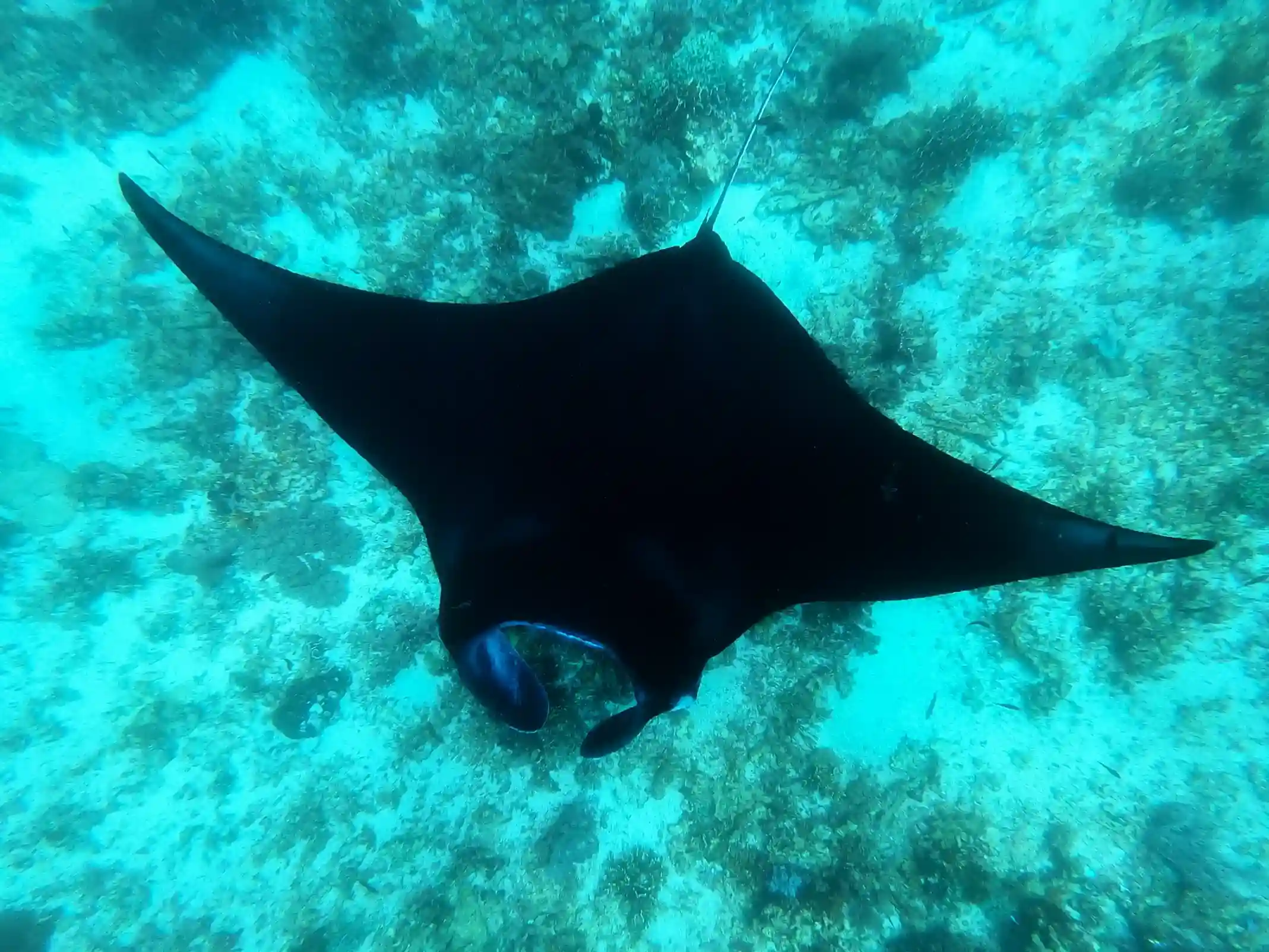 Manta rays circling a cleaning station