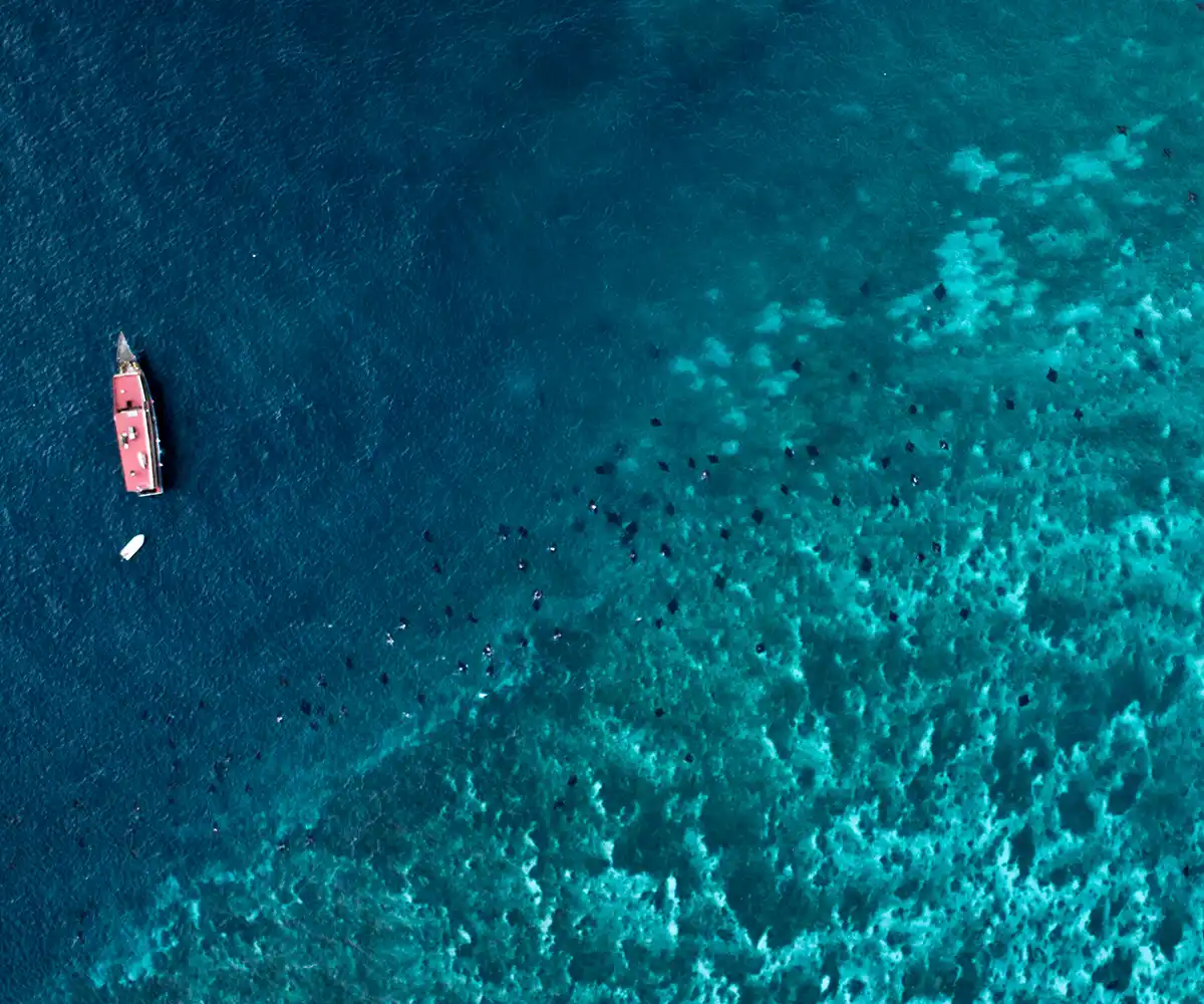 A manta ray passing overhead
