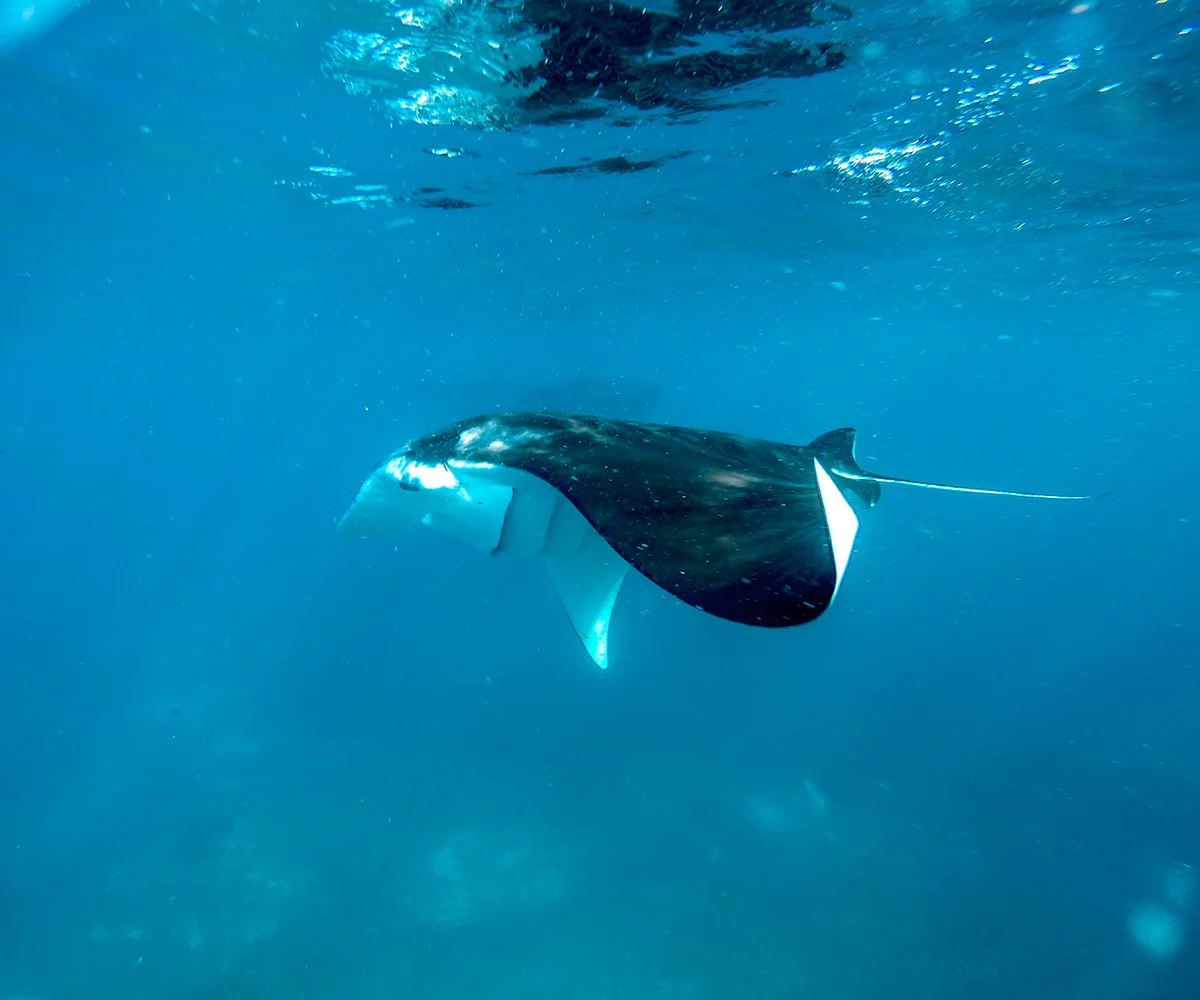 Manta rays in open blue water